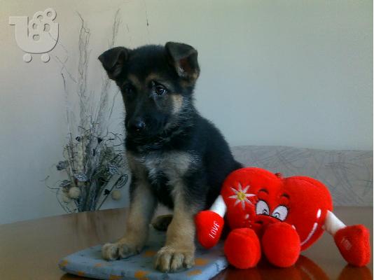 Γερμανικός Ποιμενικός – 380 euro